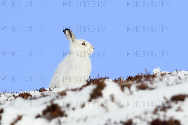 Mountain hare in Winterfell ( Lepus timidus) , Cairngorms National Park, Scotland, Great Britain
