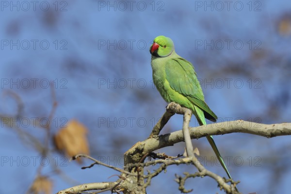 Rose-ringed parakeet (Psittacula krameri) sitting on a branch, palace gardens Biebrich, Wiesbaden,