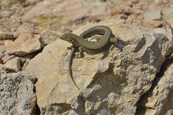 Lilford's Wall Lizard (Podarcis lilfordi giglioli) on the dragon island Sa Dragonera, Majorca,