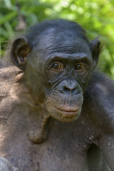 Bonobo (Pan paniscus), portrait, Lola ya Bonobo Sanctuary, Kimwenza, Mont Ngafula, Kinshasa,