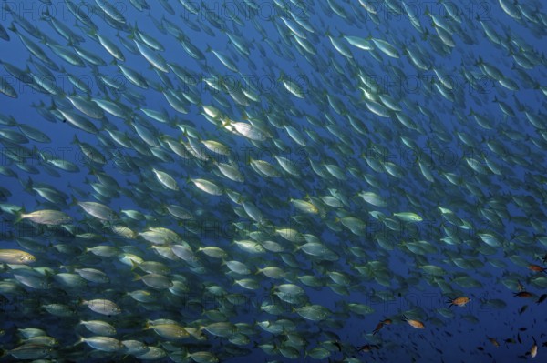 Large school of edible fish Gilthead (Sarpa salpa), gilthead seabream, Mediterranean Sea, Giglio