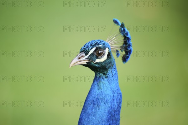 Indian peafowl (Pavo cristatus) portrait, Spain, Europe