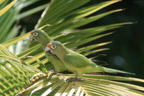 Orange-fronted Conures, Honduras (Aratinga canicularis), side