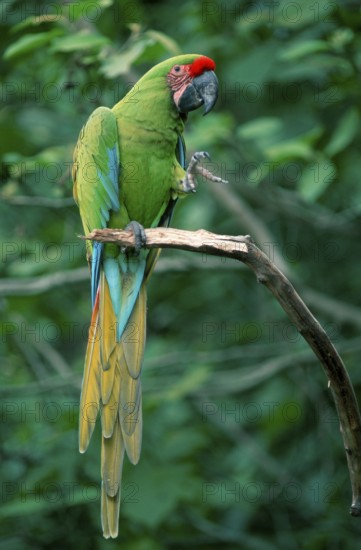 Military Macaw (Ara militaris), military macaw