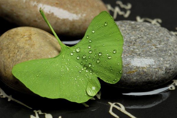 Ginkgoleaf (Ginkgo biloba) stones and Japanese characters, Gingko