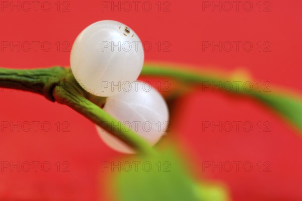 Mistletoe berries (Viscum album) , mistletoe