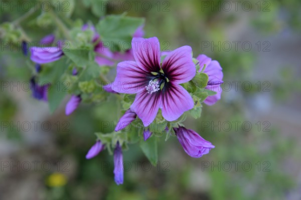 Tree Mallow (Lavatera arborea), blossom, Parque Nacional de Cabrera, Cabrera National Park, Cabrera