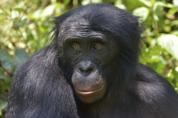 Bonobo (Pan paniscus), portrait, Lola ya Bonobo Sanctuary, Kimwenza, Mont Ngafula, Kinshasa,