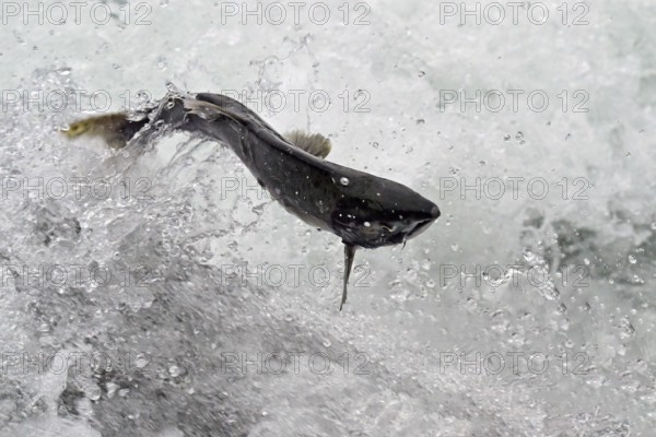A pink salmon (Oncorhynchus gorbuscha) jumps out of the water to cross the waterfall, Prince