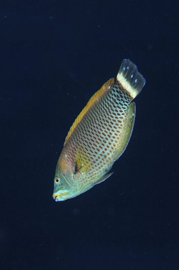 Chiseltooth wrasse (Pseudodax moluccanus) in front of a monochrome background, can be cropped. Dive