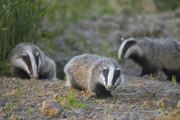Three young European badgers (Meles meles) juveniles sniffing the earth for earthworms and insects