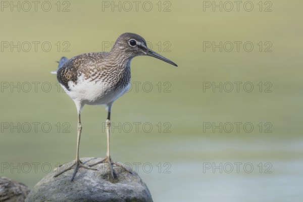 Green sandpiper (Tringa ochropus) Green Sandpiper