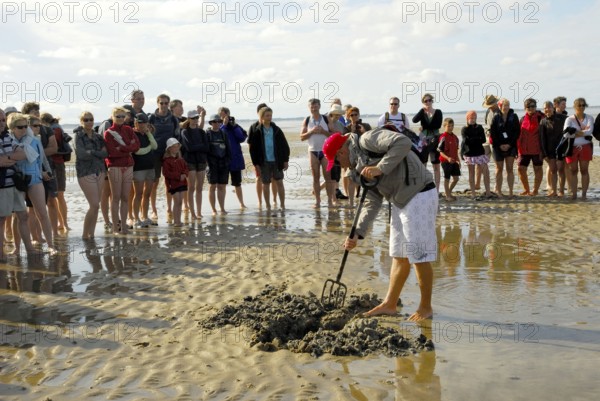 Tourists with guide at mudflat hike, search for lugworms, lugworm, from Föhr to Amrum, North