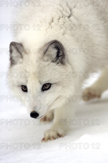 Arctic fox (Alopex lagopus) (Vulpes lagopus)