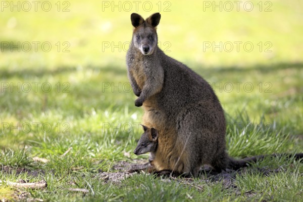 Swamp (Wallabia bicolor) Wallabys, female with joey, South Australia