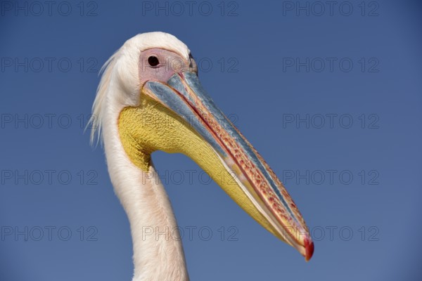 Great white pelican (Pelecanus onocrotalus), animal portrait, near Pelican Point, Walfish Bay,