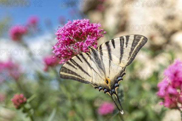 Scarce Swallowtail (Iphiclides podalirius) foraging for nectar on a flower in a garden. Cevennes,