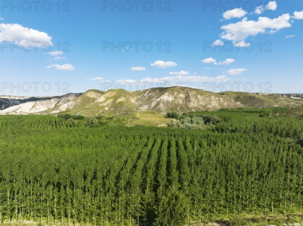 Yellow Aspen (Populus tremula), cultivated for timber, aerial view, drone shot, Near Guadix.