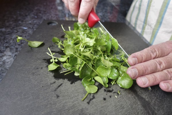 Watercress (Nasturtium officinale), fresh cress for the preparation of a cress soup, cutting board,