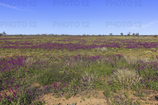 Desert Landscape, Sturt National Park, Tibooburra, New South Wales, Australia, Oceania