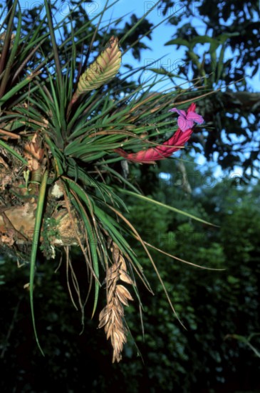 Bromeliad, blue tillandsia (Tillandsia cyanea)