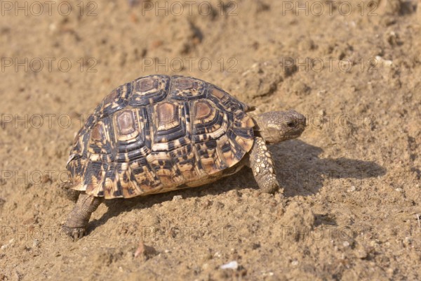 Leopard Tortoise (Stigmochelys pardalis), South Luangwa National Park, Zambia, Africa