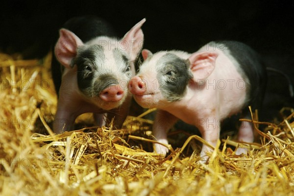 Hallic pigs, piglets in the barn, pig, pigs