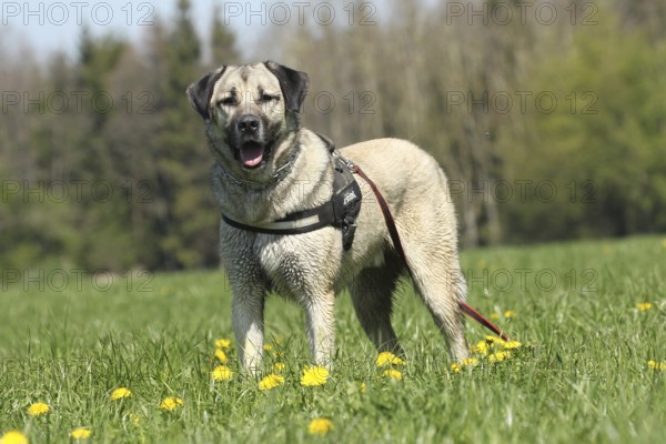 Kangal, Anatolian guard dog in dandelion (Taraxacum) Allgäu, Bavaria, Germany, Europe