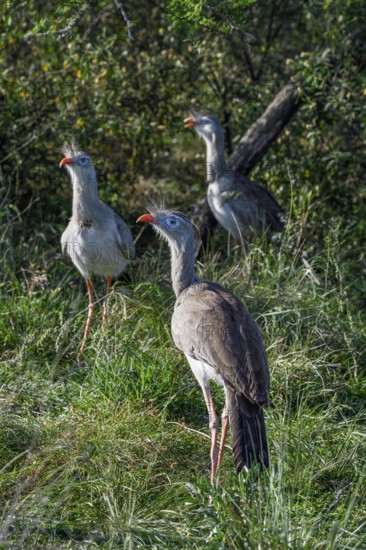 Red-legged seriemas (Cariama cristata) in the breeding station of the Conservation Land Trust at