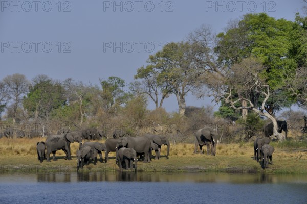 Elephant (Loxodonta africana) herd on the Cuando River, Bwabwata National Park, Zambezi Region,