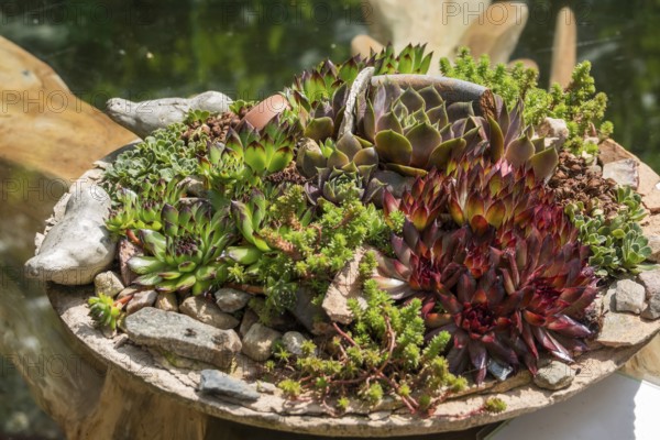 Different types of sdeum in a planter, Germany, Europe