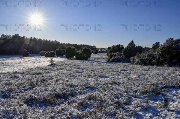 Snow-covered landscape in the Lüneburg Heath nature Park, near Haverbeck, Heidekreis district,