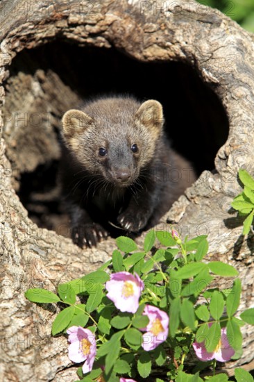 Pacific Fisher (Martes pennanti), young, 14 weeks, at den
