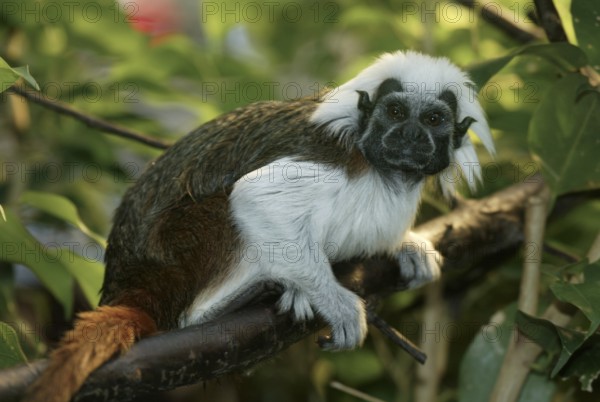 Cotton-topped Tamarin (Saguinus oedipus), side