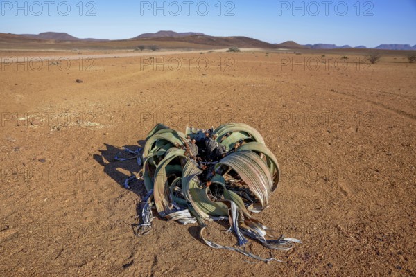 Welwitschia (Welwitschia mirabilis) in desert landscape, Brandberg, Erongo region, Namibia, Africa