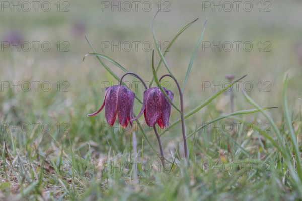 Snake's head fritillaries (Fritillaria meleagris), Styria, Austria, Europe