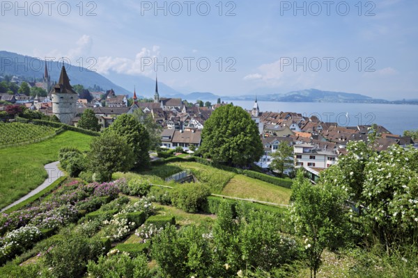 View from the rose garden at the Guggi to the Zytturm, Capuchin tower and church, Old Town, Zug,