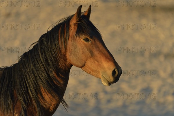 Desert Horse (Equus ferus), portrait, near waterhole Garub, near Aus, Karas Region, Namibia, Africa