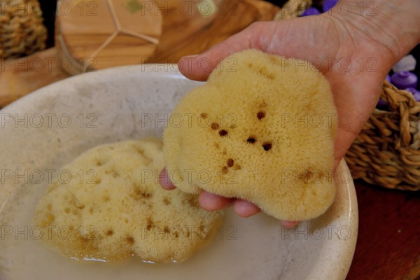 Sponge of the genus Dalmata fina, Krapanj island, Adriatic, Šibenik-Knin, Croatia, Europe