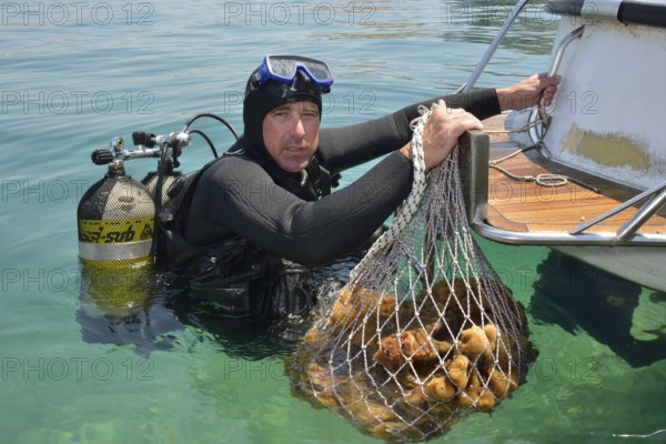 Sponge diver Kristijan Jaram with a net full of sponges of the genus Dalmata fina, Krapanj,