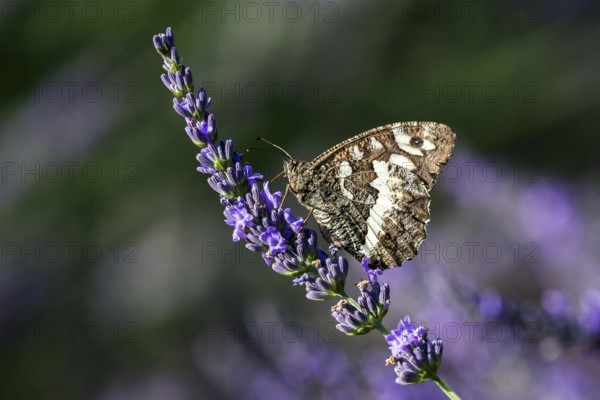 Great banded grayling (Brintesia circe), sitting on lavender flower, Provence, France, Europe