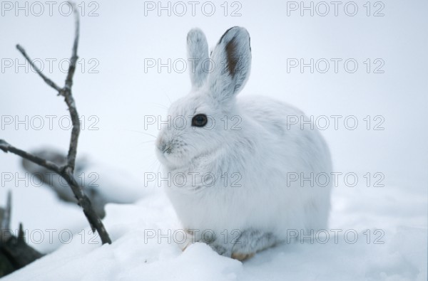 Snowshoe hare (Lepus americanus), Montana, USA, North America