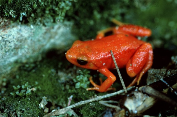 Golden golden mantella (Mantella aurantiaca), frogs, Madagascar, Africa