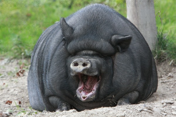 Vietnamese pot-bellied pig