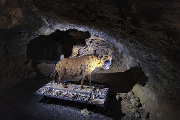 A cave hyena in Heinrichshöhle, Hemer, Sauerland, North Rhine-Westphalia, Germany, Europe