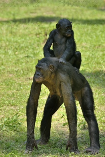 Bonobo (Pan paniscus), female with young on her back, Lola ya Bonobo Sanctuary, Kimwenza, Mont