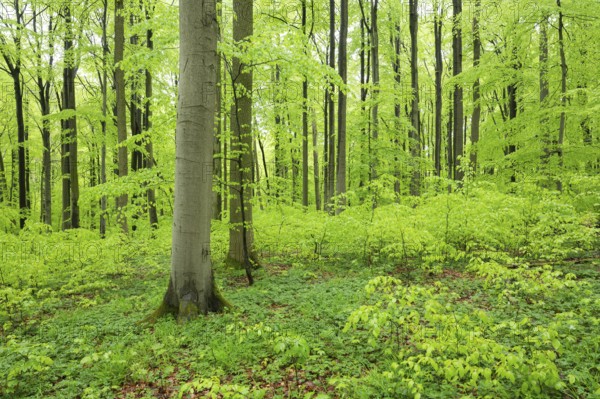 Red beech forest (Fagus sylvatica) in spring, fresh green leaves, Thuringia, Germany, Europe