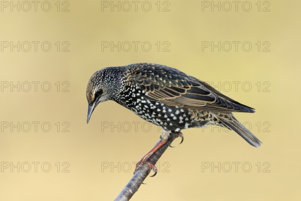 Starling, Common Starling (Sturnus vulgaris) sitting on a branch, Siegerland Animals, Birds,