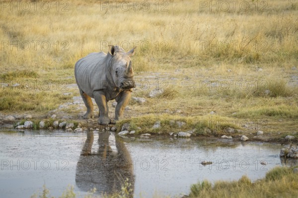 White rhino (Ceratotherium simum) standing at a waterhole with reflection in the water. Etosha