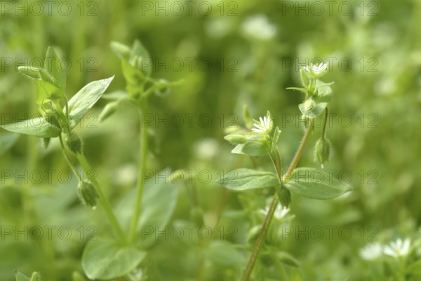 Greater stitchwort (Stellaria holostea), Rabelera holostea, also Common Chickweed, medicinal plant